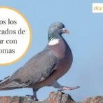 Interpretación y significado de soñar con palomas